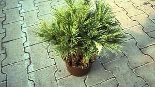 Pinus strobus Minima