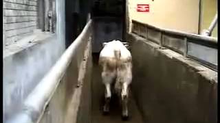 Vidéo de torture affligante !!! Ne mangez plus de viande ! En plus ca provoque des maladies !