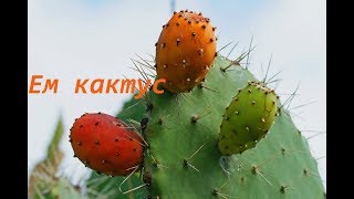 экзотические фрукты кактус