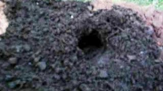 Крот в саду как избавиться