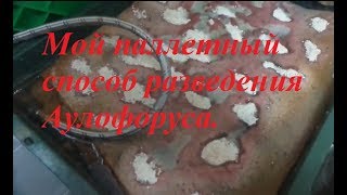 Мой паллетный способ разведения аулофоруса.