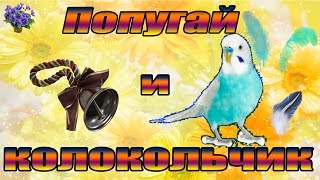 Домашний питомец волнистый попугай и его игрушка (колокольчик)
