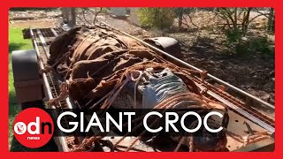 Rangers Trap Huge Saltwater Crocodile in Australia