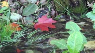 ♫  Роняет клён багряный лист... - Андрей Обидин.  Andrei Obidin -  The red maple leaf is falling ...