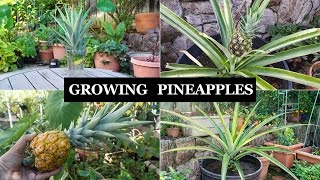 The Joy Of Growing Pineapples - How To Grow Pineapple Plants In Containers