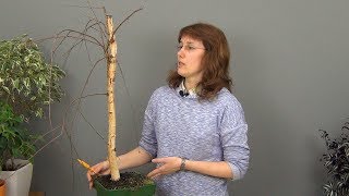 Бонсай из березы (ч.1).