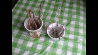 Как укоренить черенки смородины и крыжовника в воде