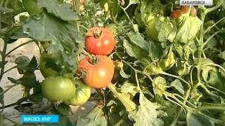 Вести-Хабаровск. Китайские теплицы