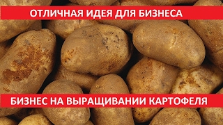 ОТЛИЧНАЯ ИДЕЯ ДЛЯ БИЗНЕСА. БИЗНЕС НА ВЫРАЩИВАНИИ КАРТОФЕЛЯ. ХОРОШИЙ ДОХОД