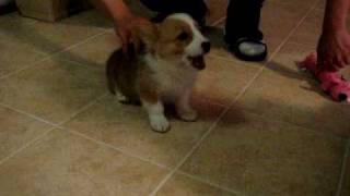 Yumi's home finally, our very own Pembroke Welsh Corgi Puppy