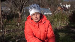 Посадка лука севка. Сайт "Садовый мир"