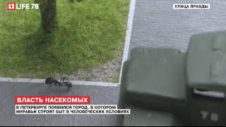 В Петербурге появился город, в котором муравьи строят быт в человеческих условиях