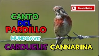 CANTO DEL PARDILLO (Carduelis cannabina)