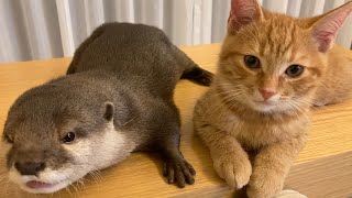 カワウソさくら 猫が好きすぎるカワウソ、カワウソ が好きすぎる猫 Otter who like cat too much, cat who like otter too much