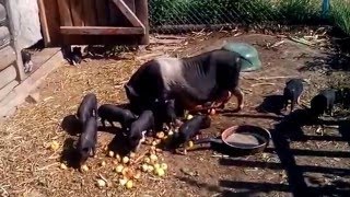Вьетнамские свиньи от поросят до хряка: обзор свинофермы. Asian pigs farm.