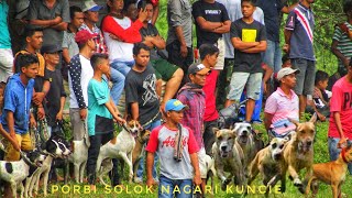 Aksi anjing komunitas porbi di nagari Kuncia | buru hama babi hutan liar
