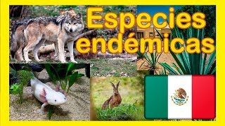 Especies endémicas de México - plantas y animales ENDÉMICOS! ? ✅