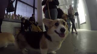 Встреча вельш корги в Artplay. Corgy meet конкурс костюмов welsh corgi pembroke