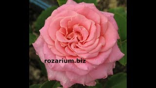 роза эшли, роза мадам анизет. питомник роз полины козловой , rozarium.biz