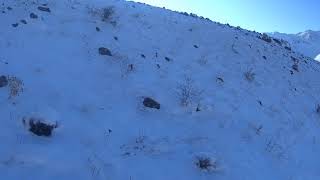 KEKLİK AVI, PARTRIDGE HUNT, CHUKAR HUNTING, ОХОТА НА КЕКЛИКА