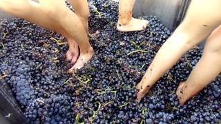 Pisado de uva - Dehesa de los Canonigos (DO Ribera del Duero) Vendimia 2014 - www.viajesyvinos.com