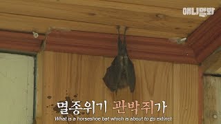 박쥐가 우리집에서 자고 있어요.....그런데 말입니다