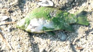Белгородское водохранилище. Соломино