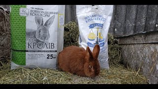 Кормление кроликов комбикормом //Жизнь в деревне !!!