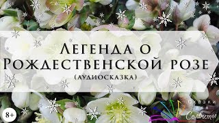 Легенда о Рождественской розе | Сельма Лагерлёф
