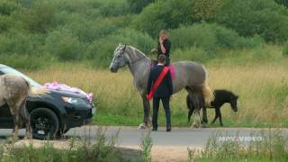 Прокат лошадей и повозок в Великом Новгороде