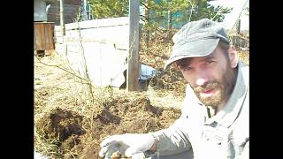 Топинамбур (земляная груша).Копаем весной вместе!