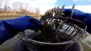 HARVESTING OYSTERS--RAKING, SHUCKING, EATING AND FREEZING