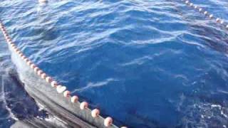 Giornata di Pesca alla Lampuga...Sant'Angelo d'Ischia_Hotel Villa Tre Sorelle