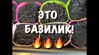 БАЗИЛИК для ГУРМАНОВ ?НЕОБЫЧНАЯ ЗАГОТОВКА НА ЗИМУ!