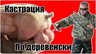 Кастрация свиней /Деревенская жизнь