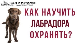 Как научить лабрадора охранять? Как сделать лабрадора злым?