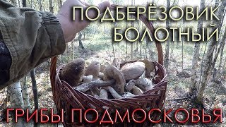 ГРИБ ПОДБЕРЕЗОВИК БОЛОТНЫЙ 2019. ПОЛЯНЫ ГРИБОВ. ЛЮБИМЫЙ ЛЕС В ПОДМОСКОВЬЕ. БЕЛЫЙ ОБАБОК.