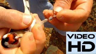Captura con liga en arbolillo 5, año 2012(HD)