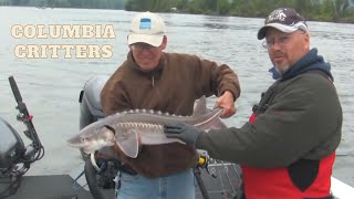 Sturgeon and Shad on the Columbia