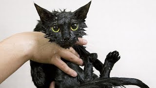 Funny Cats Hate Baths - Funny Cat Videos