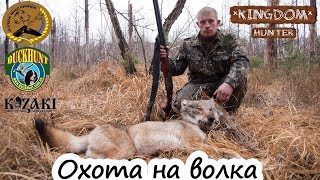 Охота на волка