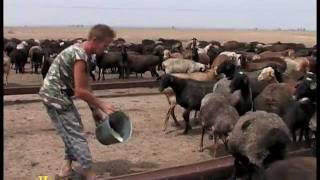 Стратегия животноводства.