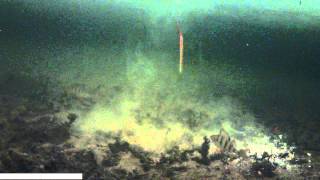 Эпизод № 2, зимняя рыбалка, съемка под водой. Окунь.