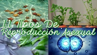 11 Tipos De Reproducción Asexual En Seres Vivos Y Sus Características