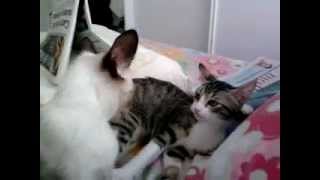 Dia de fúria das gatas vira-latas