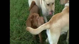 Дрессировка Шарпея. Учим собаку  команде Ко мне  2017 Teaching the dog the team To me