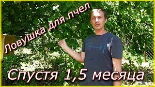 Ловушка для пчел спустя 1,5 месяца // Пчеловодство с нуля