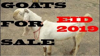 Bakra for Sale Eid | Bakra Eid | Rajanpuri Bakray Sale | Bari Eid | Goat Farming in Pakistan | Urdu