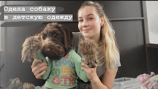 Одела свою собаку в детскую одежду *feat. Rey*
