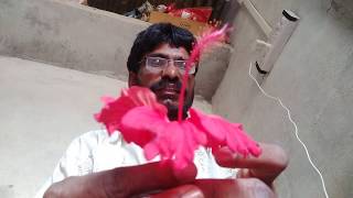 मुलगा होण्यासाठी घरगुती उपाय, मुलगी होण्यासाठी घरगुती उपाय, संतान प्राप्ति साठी जास्वंदी चे फायदे,